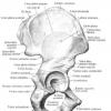 Скелет человека. Тазовый пояс. Опорно-двигательная система. Из чего состоит тазобедренная кость Характеристика тазовой кости