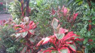 気取らない熱帯植物コルディリネストレート：在宅ケアのルール