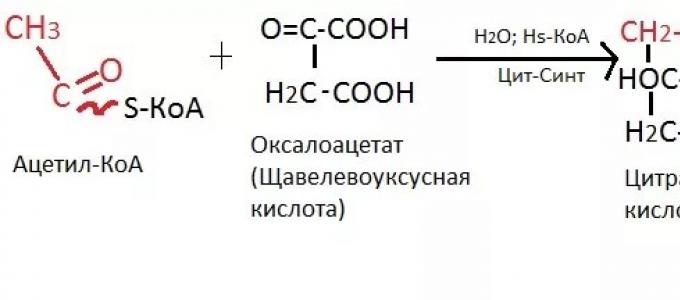 چرخه اسید تری کربوکسیلیک (TCA)