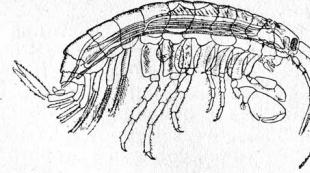 فئة فرعية من جراد البحر الأعلى (Malacostraca)