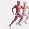 سیستم اسکلتی عضلانی انسان