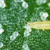 屋内植物のアザミウマ：害虫に対処する方法アザミウマとは何ですか、そして戦う方法