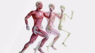 人間の筋骨格系