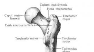 大腿内側の筋肉群 ラフラインの外側唇 ラテン語