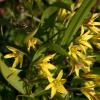 Гусиный лук или желтый подснежник: выращивания первоцвета на даче Гусиный лук как избавиться