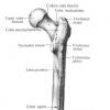 مجموعة عضلات الفخذ الوسطى الشفة الجانبية للخط اللاتيني الخشن