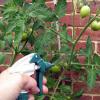 اسید بوریک: استفاده در باغ، باغ سبزیجات نحوه اندازه گیری 1 گرم بوریک