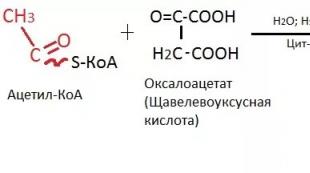 トリカルボン酸回路（TCA）