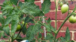 حمض البوريك: يستخدم في الحديقة ، حديقة الخضروات كيفية قياس 1 جرام من البوريك